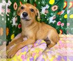 Small Jack Russell Terrier Mix