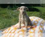 Small #4 German Shepherd Dog