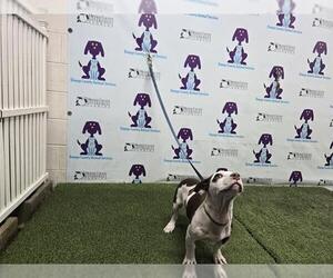 American Pit Bull Terrier-Unknown Mix Dogs for adoption in Orlando, FL, USA