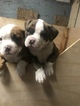 Small Photo #11 American Bulldog Puppy For Sale in YAKIMA, WA, USA