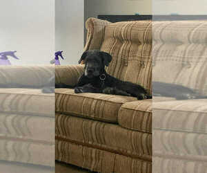 Labrador Retriever-Unknown Mix Dogs for adoption in Aurora, IN, USA