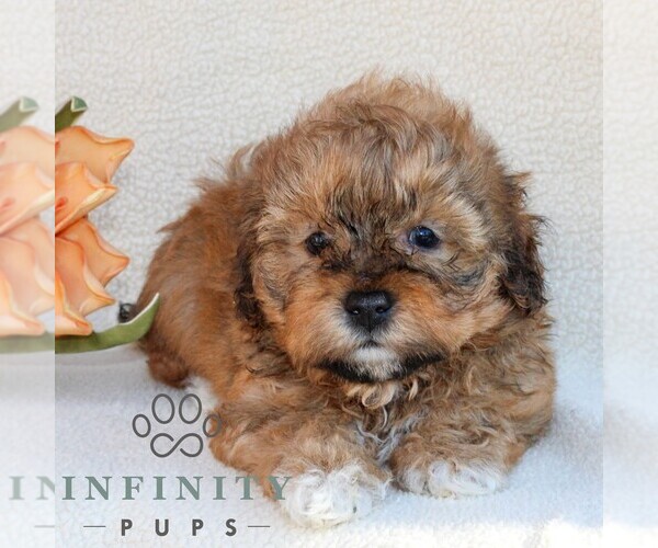 Medium Photo #3 Poovanese Puppy For Sale in NEWMANSTOWN, PA, USA