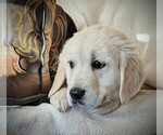 Small Photo #3 Golden Retriever Puppy For Sale in GREENCASTLE, PA, USA