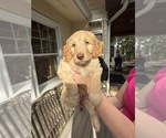 Puppy Amethyst Goldendoodle