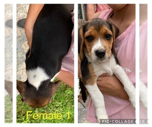 Beagle Puppy for sale in BUSSERON, IN, USA
