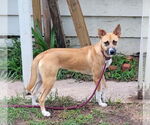 Small #4 Boxer-Huskies  Mix