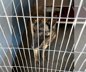 Mutt Dogs for adoption in Norco, CA, USA