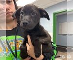 Small #2 Labrador Retriever Mix