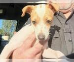 *BIRCH - Male Mutt Dog for Adoption - Small photo