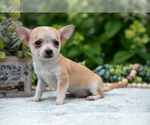Small #1 Chihuahua