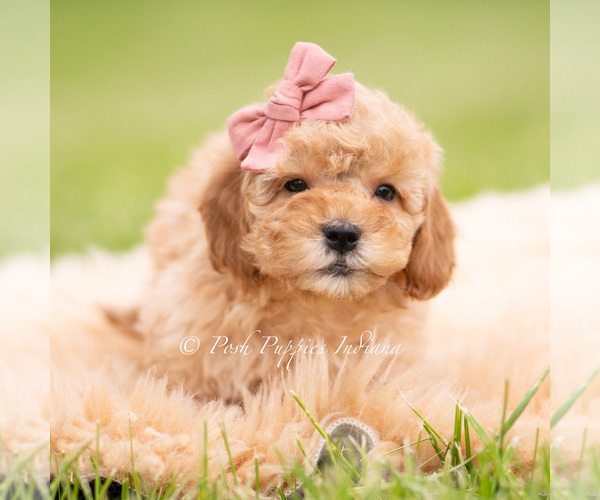 Medium Photo #3 Goldendoodle (Miniature) Puppy For Sale in WARSAW, IN, USA