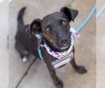 Small Photo #13 Chihuahua-Unknown Mix Puppy For Sale in San Diego, CA, USA