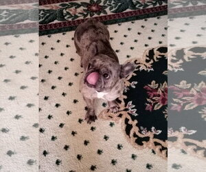 Amaya - Female French Bulldog Dog for Adoption - Photo #2