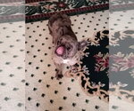 Small #1 French Bulldog