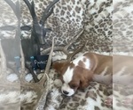 Small #11 Cavalier King Charles Spaniel