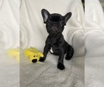 Small Photo #1 French Bulldog Puppy For Sale in COTATI, CA, USA