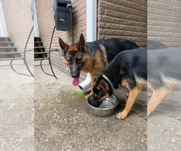 Medium Photo #2 German Shepherd Dog Puppy For Sale in Mount Pleasant, SC, USA