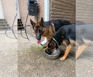Olive - Female German Shepherd Dog Dog for Adoption - Photo #2