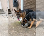 Small #1 German Shepherd Dog