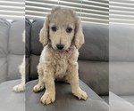 Small Photo #5 Goldendoodle Puppy For Sale in PARKER, CO, USA