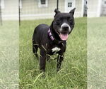 Small Labrador Retriever Mix