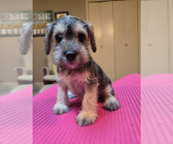 Medium Photo #1 Schnauzer (Miniature) Puppy For Sale in PETAL, MS, USA