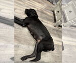 Small #7 Labrador Retriever Mix