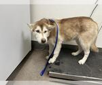 Small Siberian Husky