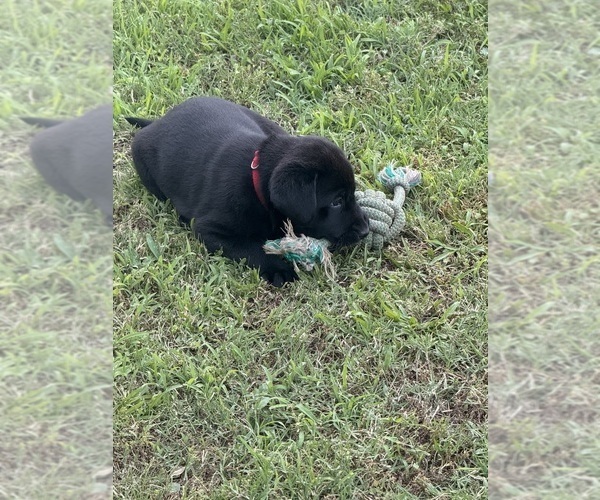 Medium Photo #1 Labrador Retriever Puppy For Sale in HONEA PATH, SC, USA