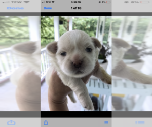 Shih Tzu Puppy for sale in CANTONMENT, FL, USA