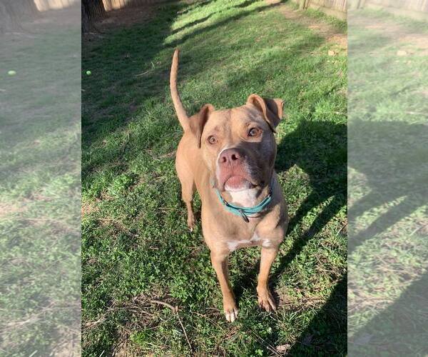 Medium Photo #11 American Staffordshire Terrier-Unknown Mix Puppy For Sale in Spotsylvania, VA, USA