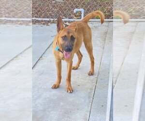 Valentino - Male Mutt Dog for Adoption - Photo #2