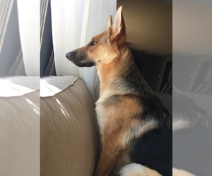 German Shepherd Dog Puppy for sale in CO SPGS, CO, USA