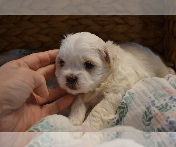 Medium Photo #4 Mal-Shi Puppy For Sale in GREENWOOD, WI, USA