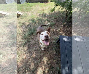 Rosco - Male Mutt Dog for Adoption - Photo #3