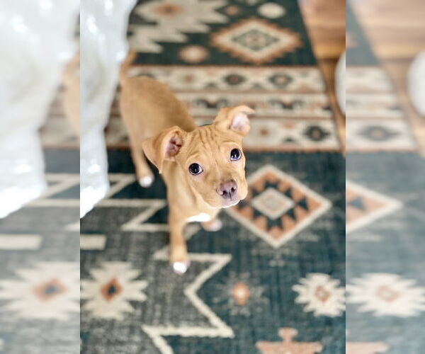 Medium Photo #2 American Pit Bull Terrier-Unknown Mix Puppy For Sale in Plymouth, MN, USA