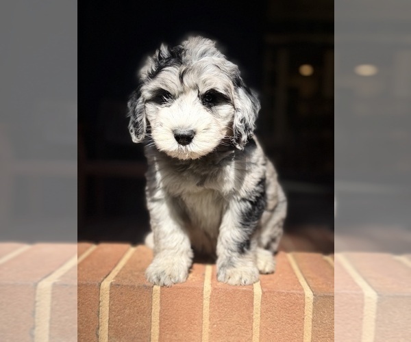Medium Photo #2 Sheepadoodle Puppy For Sale in CLEMSON, SC, USA