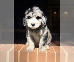 Small Photo #7 Sheepadoodle Puppy For Sale in CLEMSON, SC, USA