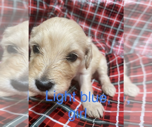 Medium Photo #19 Doodle-Goldendoodle Mix Puppy For Sale in FAISON, NC, USA