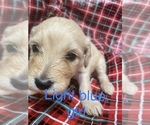 Small Photo #19 Doodle-Goldendoodle Mix Puppy For Sale in FAISON, NC, USA