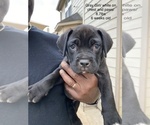 Small Photo #19 Cane Corso Puppy For Sale in MCDONOUGH, GA, USA