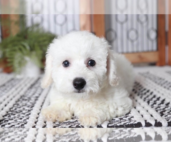 Medium Photo #4 Bichon Frise Puppy For Sale in NAPLES, FL, USA