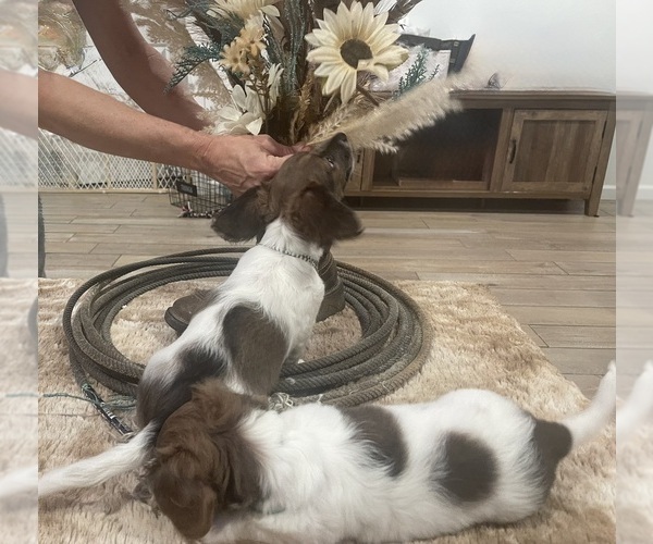 Medium Photo #9 Dachshund Puppy For Sale in BLANCHARD, OK, USA