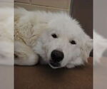 Small #6 Great Pyrenees