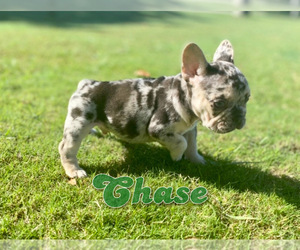 French Bulldog Puppy for sale in CORAL SPRINGS, FL, USA