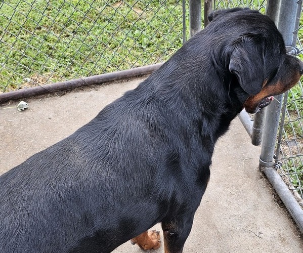 Medium Photo #1 Rottweiler Puppy For Sale in WAVERLY, MO, USA