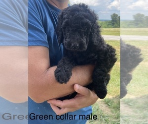 Goldendoodle Puppy for sale in GLASGOW, KY, USA