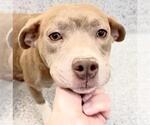 Small #1 Mutt