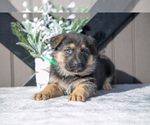 Puppy Turbo German Shepherd Dog