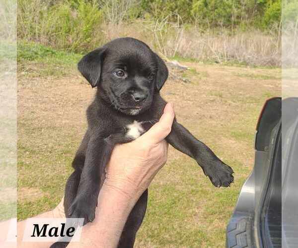 Medium Photo #2 Labrador Retriever-Unknown Mix Puppy For Sale in Royal Palm Beach, FL, USA